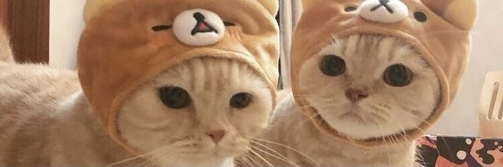 AnnieFeti's profile banner image