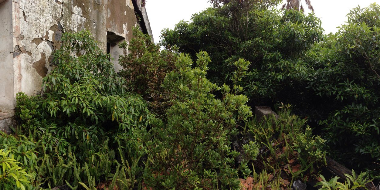 Brandon Leonardo banner