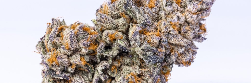 RockNutrients's profile banner image