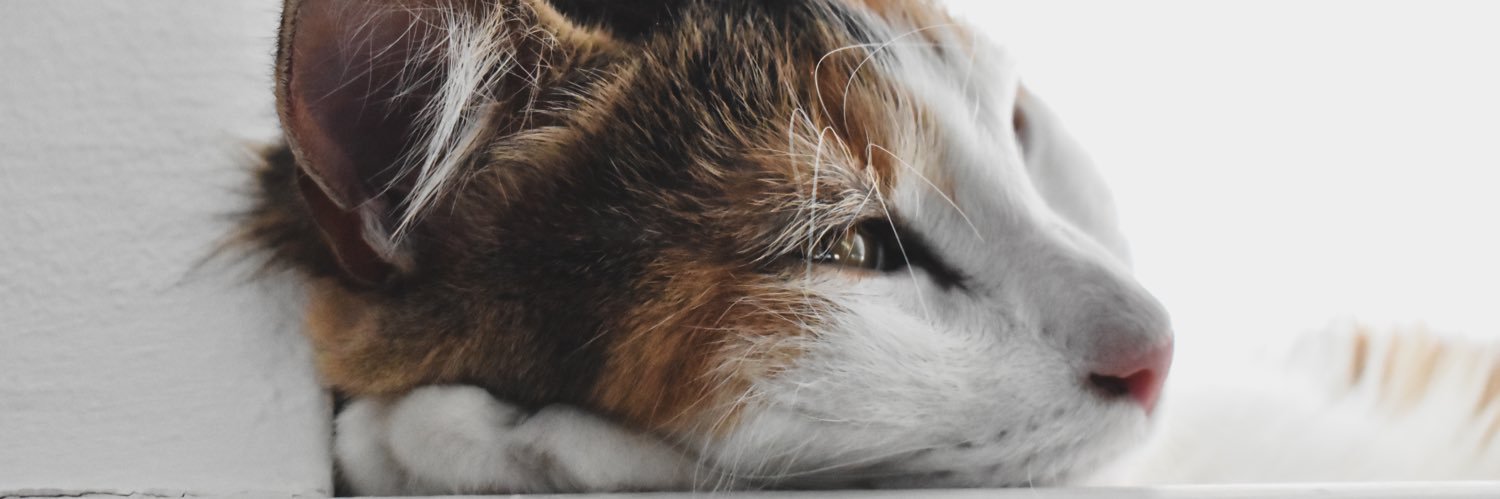 eugenadamas_'s profile banner image