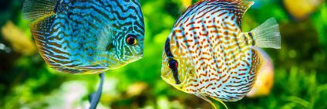 AquaristMag's profile banner image