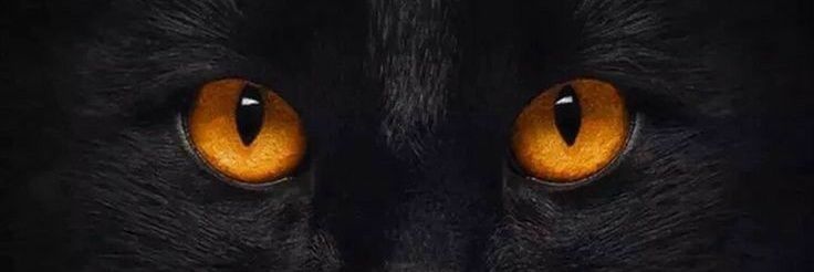 ginaf333's profile banner image
