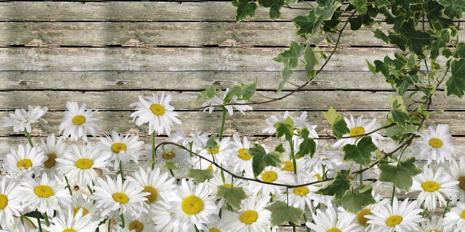 ArvidaLincoln's profile banner image