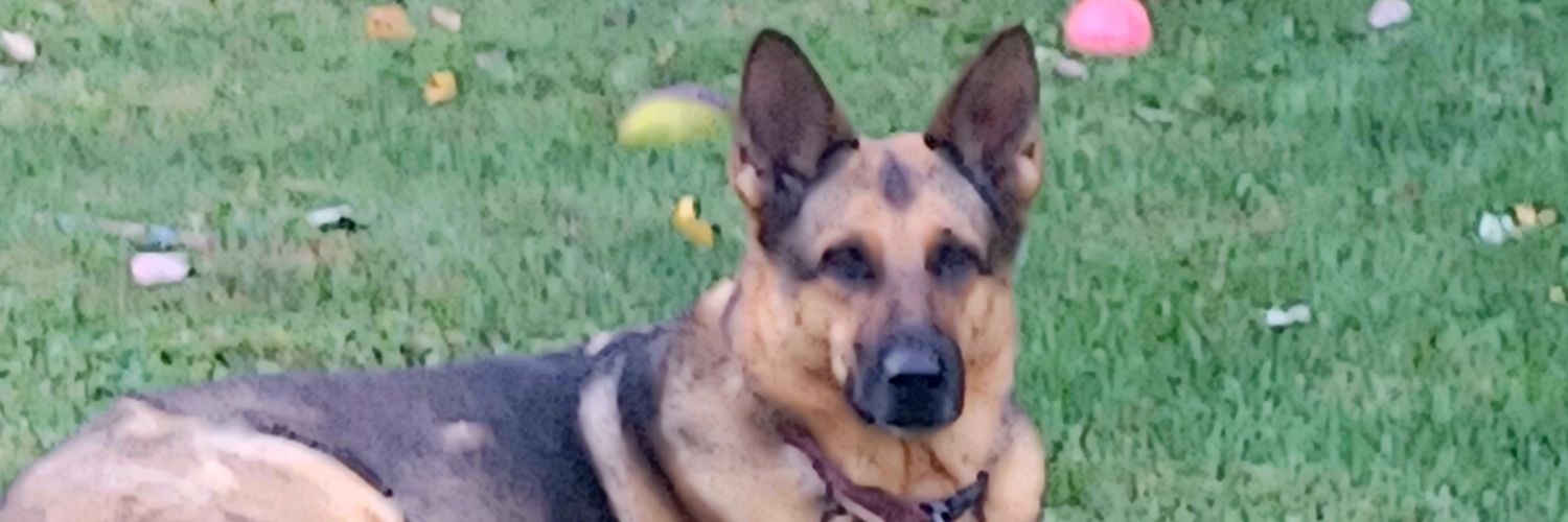 Laina Reisinger banner