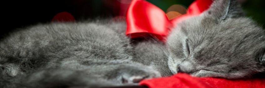 Cat_Meows's profile banner image