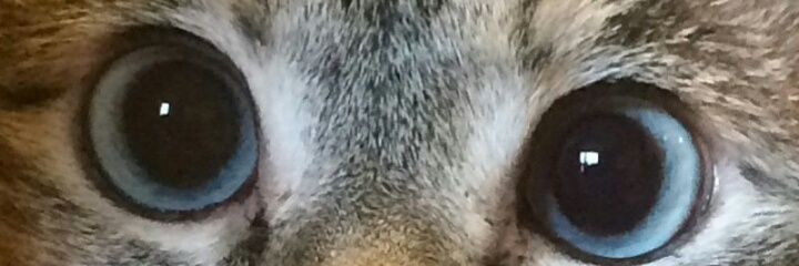 Riantianggi's profile banner image