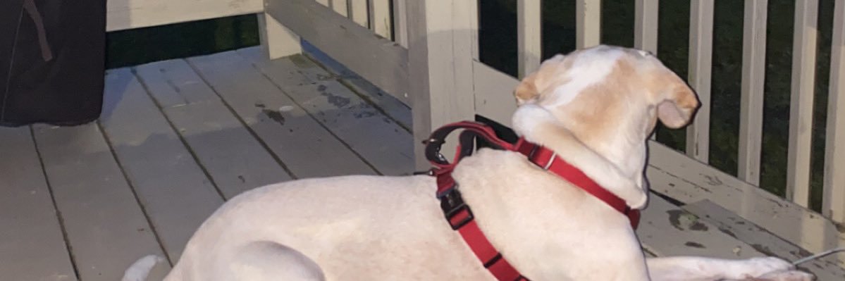 BoweAllie's profile banner image