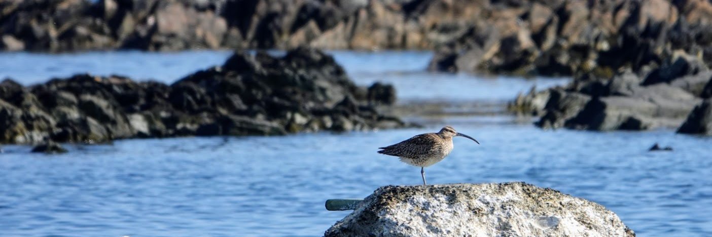 Support Local - Northern Ireland banner