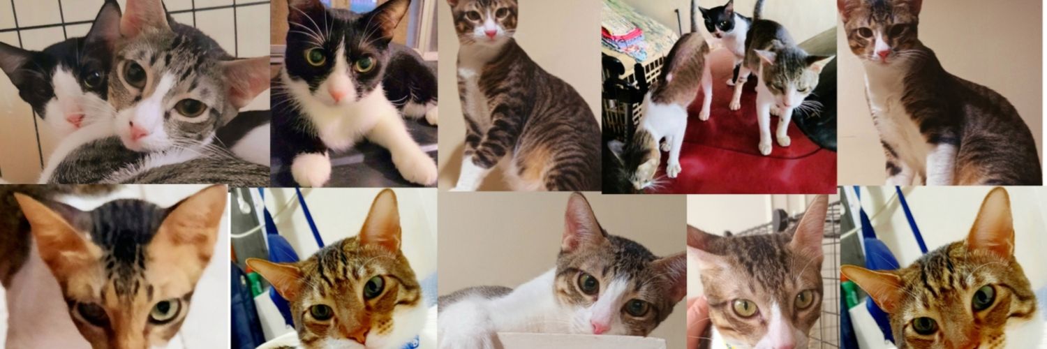 pawsandcactus's profile banner image