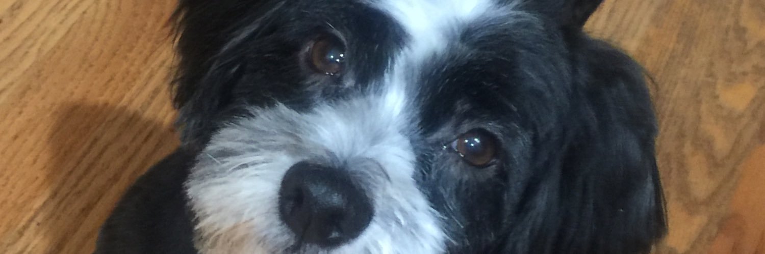 MichelleTrifun1's profile banner image