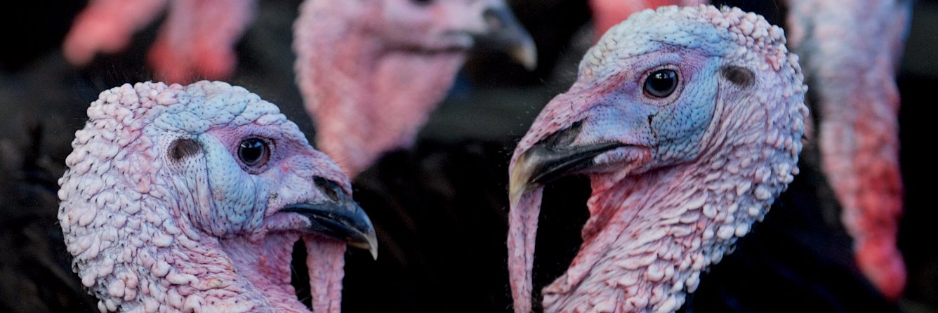 Frenchbeer Turkeys banner