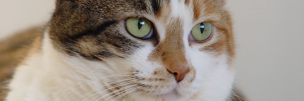 Burak KILLIOĞLU banner