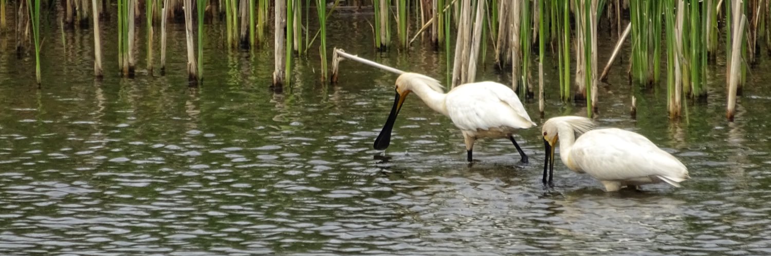 John van Boven banner