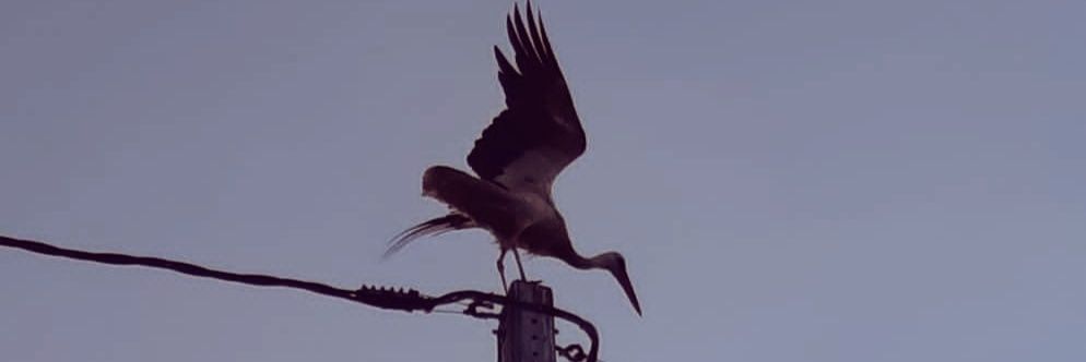 Irene León 🔻🟣 banner