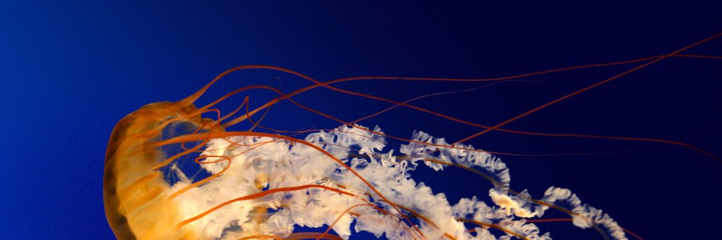 Sonya Leighton banner