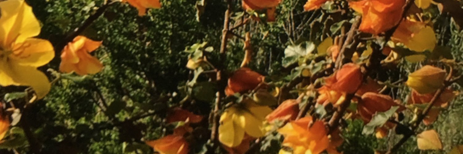 beth_schuffels's profile banner image