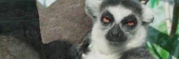 Nasir Ayitogo banner