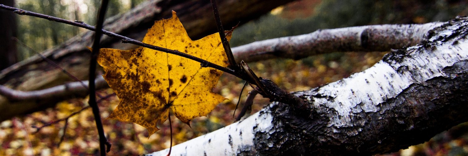 peter_misovic's profile banner image