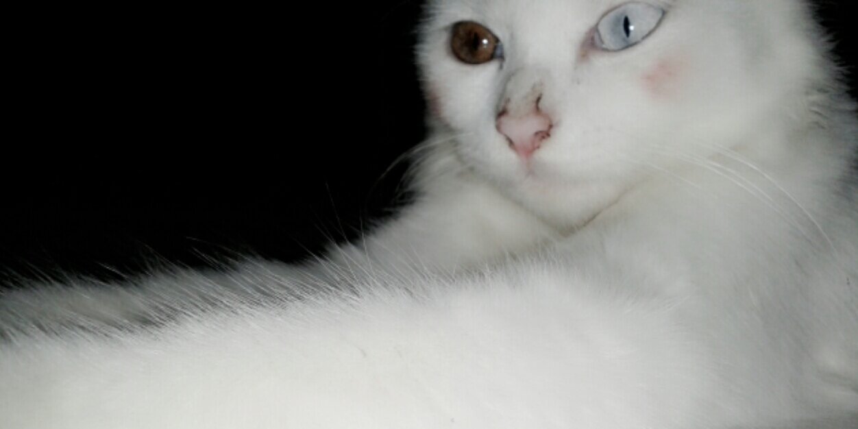 qupret's profile banner image