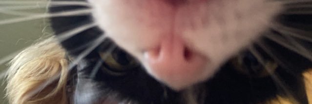 vinnie_lombo's profile banner image