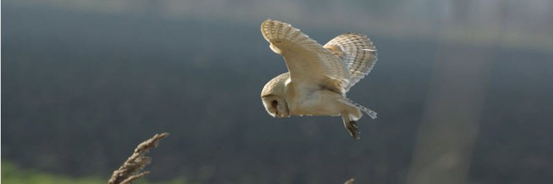 Barn Owl Trust banner
