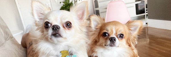 l3llys Profile Banner