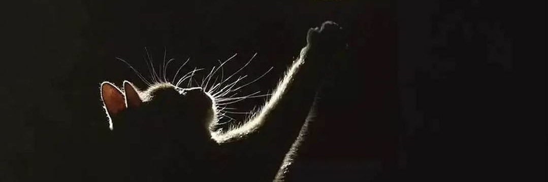 hambaskinker's profile banner image