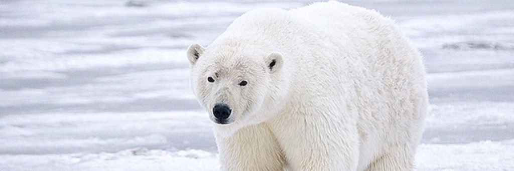 OG Polarbear banner
