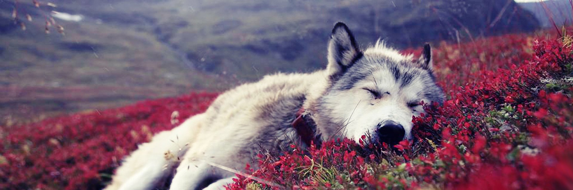 Xav_Blanco's profile banner image