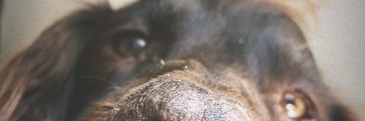 Jacques Sauvagnargue banner