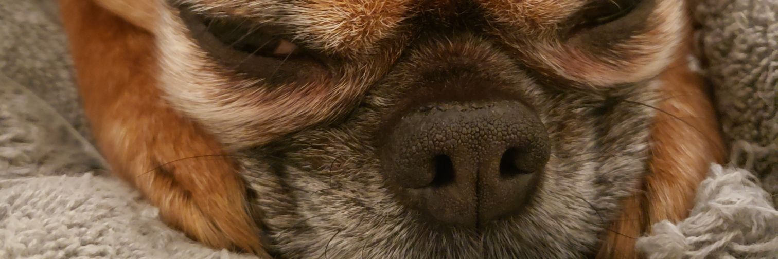 DHDuncanCA's profile banner image