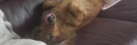 winter_sweet's profile banner image