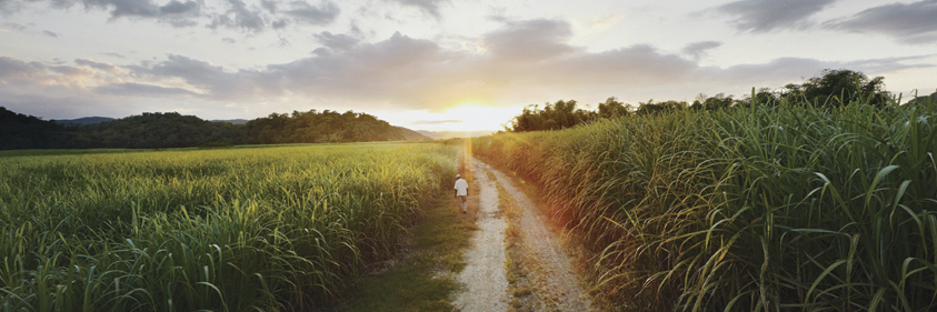 Appleton Estate banner
