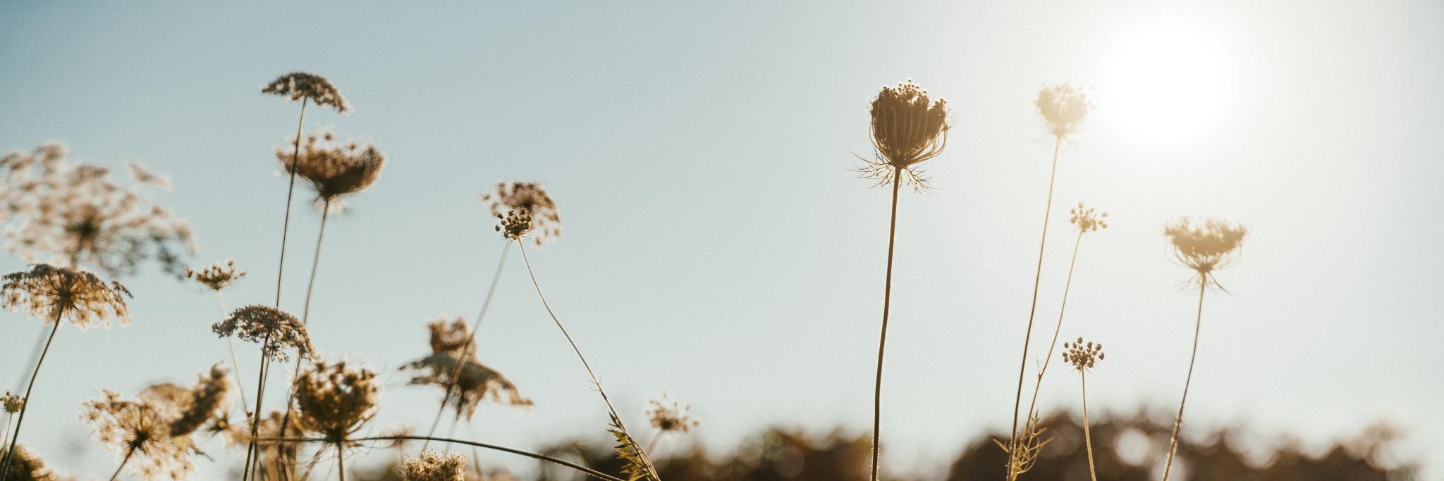 Jackie Mahendra banner