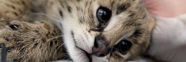 tacccoranda's profile banner image