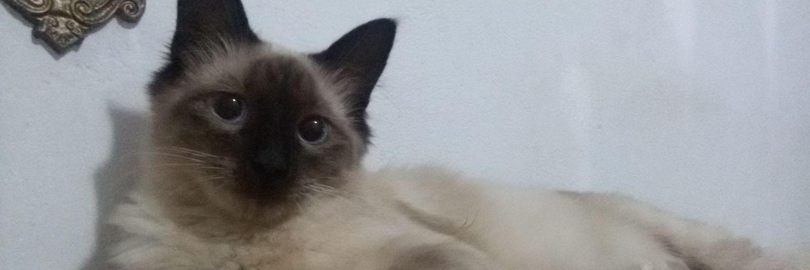flavinhapaty's profile banner image