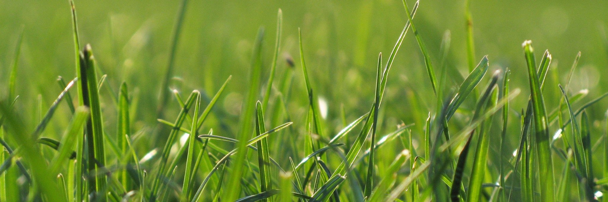 Gregor MacGregor banner