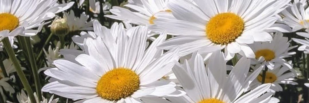 🌻Sol Rodriguez🌻 | ETHGas ⛽ banner