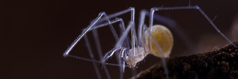 Italian Spiders banner