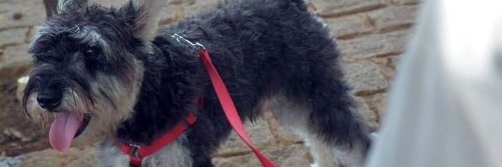 Lucas C Maciel banner