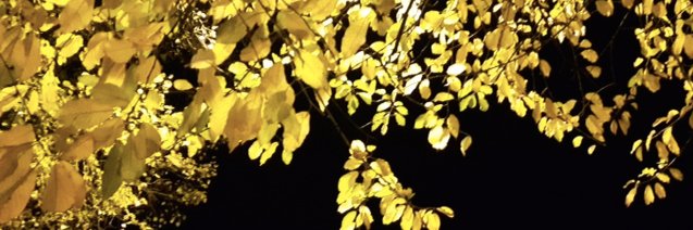 Anneli banner