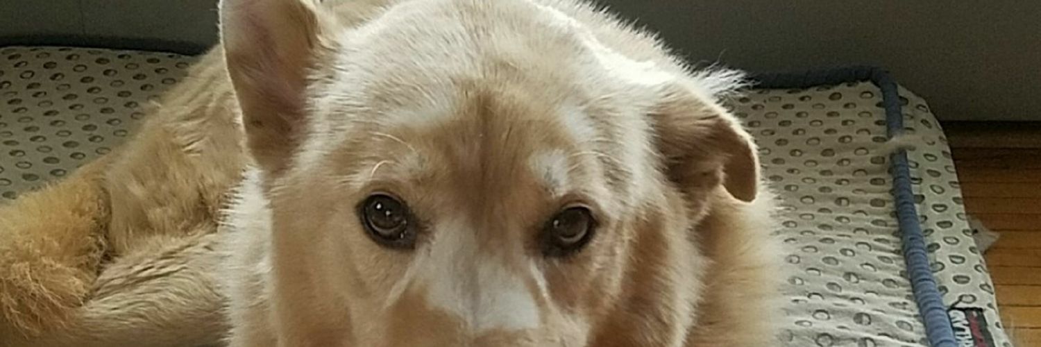 Minnesnoda_Nice's profile banner image