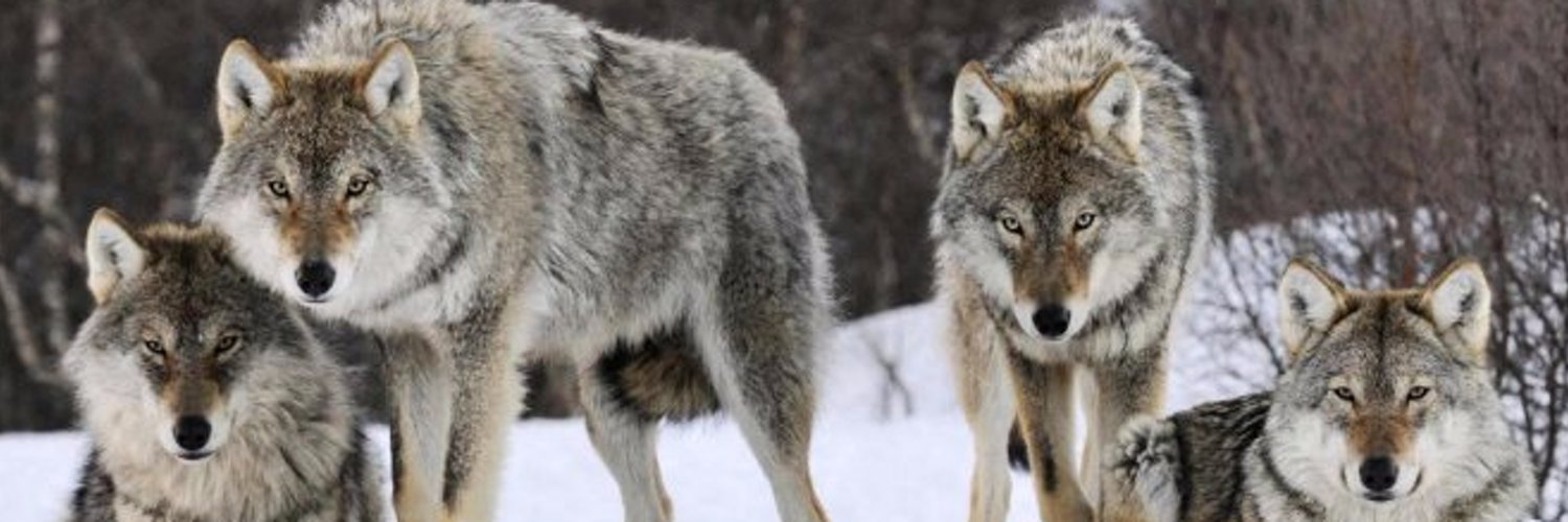 Gray Wolf's banner