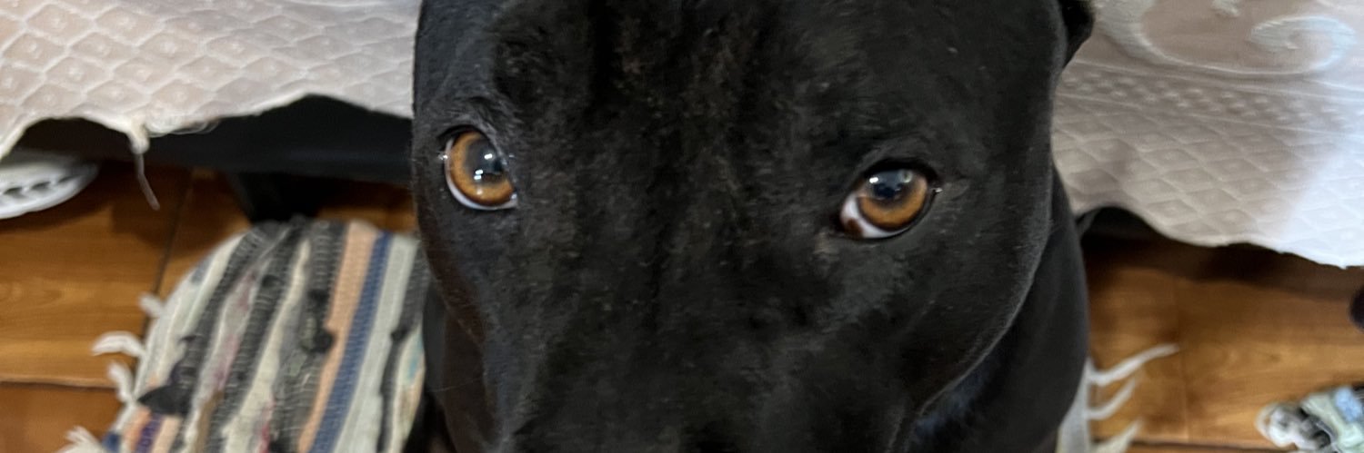 umWildcat's profile banner image