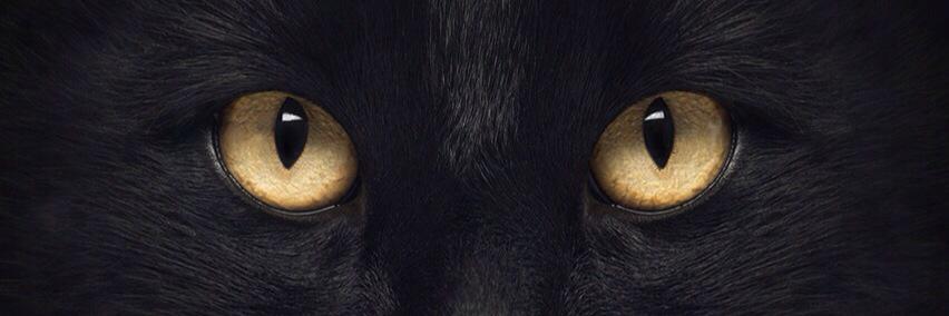 adiariefff's profile banner image