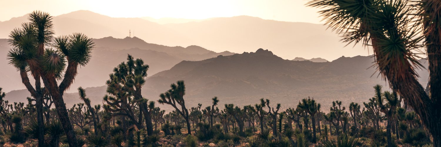 Joshua Tree Coffee banner