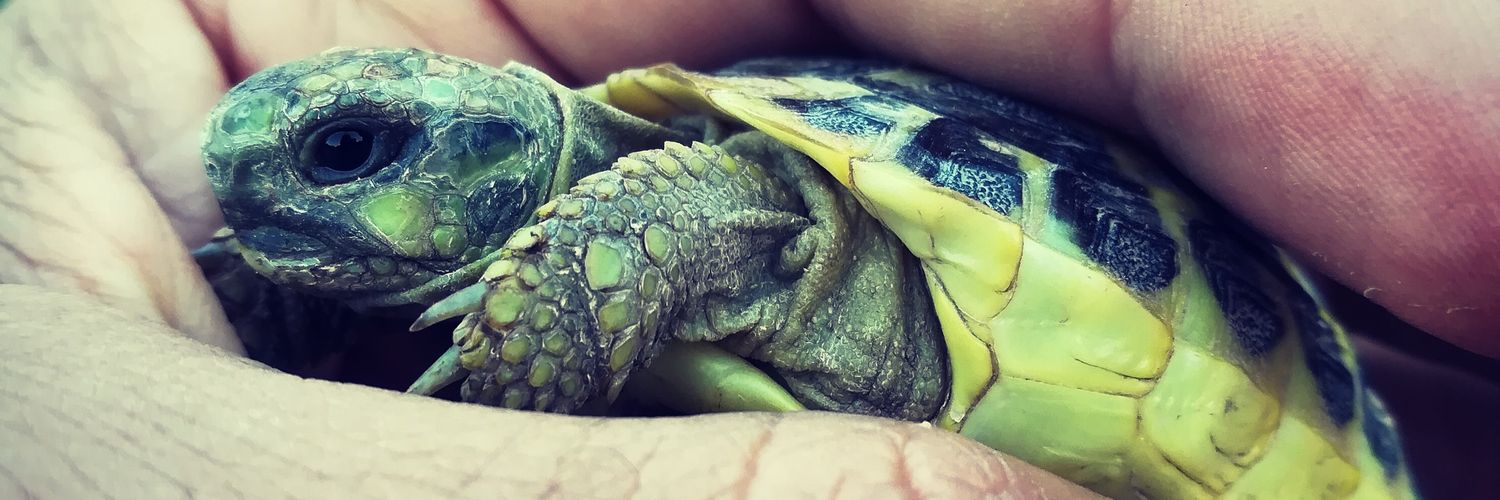 Roberto Biello banner