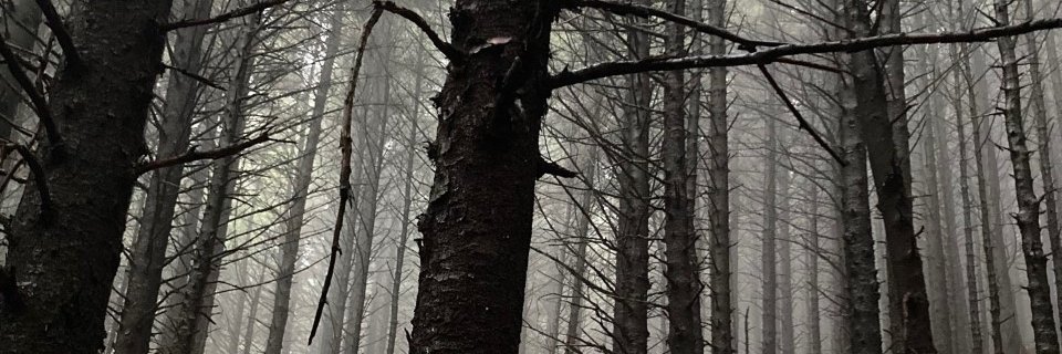 gingergothpod's profile banner image