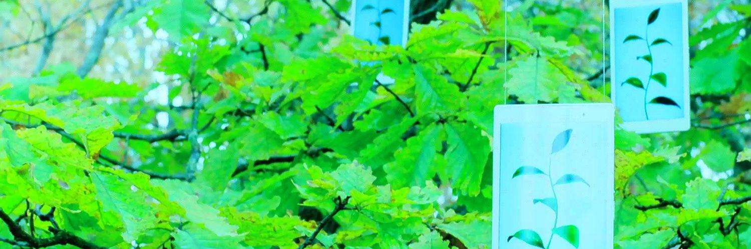 zhiming465's profile banner image