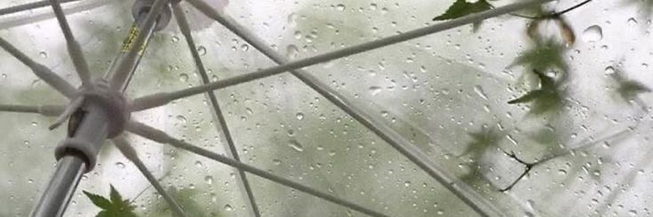juno 🌈 banner